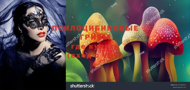 Псилоцибиновые грибы Psilocybe  Кола 